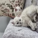 British Longhair Kedilerimiz Çok Sevimli Ve Çok Oyuncular