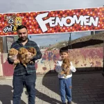 Toy Poodle Yavrular Maltipolar Maltes Morkie Ankarada