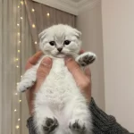 Güzel Bebek Kedilerim