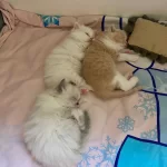 Değerlilerimiz Değer Verecek Ailelerini Arıyorlar