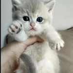 Safkan British Shorthair