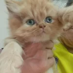 Bebiş Kediler Burda Bakmadan Geçme