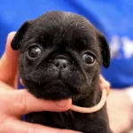 Harika Pug Safkan Yavrumuz