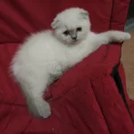 Scottish Fold Dişi Acil Sahiplendirilecek