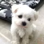 Ev Doğumu Maltese Bebekler