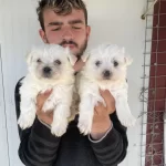 0 Numara Beyaz Maltese Terrier Yavrular