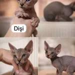 Nadir İrk Kanada Sphynx Yavrularımız