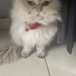 Çok Sevimli Evcil Kedimiz