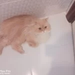 Sakin Kedimiz Acil Ücretsiz Sahiplendirme Kısır
