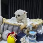 A Scrli Babadan Kore Maltese Bebekler