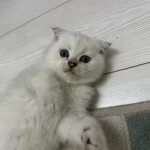Top Kafa Scottish Fold