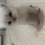 British Shorthair (açiklamayi Okuyun)