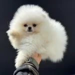 Tea Cup Teddy Face Pomeranian Petmode Den