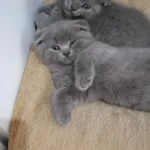 Sahibinden Scottish Fold Yavrular