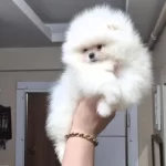 Ayicik Yüz Pomeranian Boo Erkek