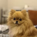 Pomeranian Boo 1 Yaşında