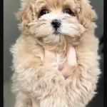 Maltipoo Safkan Bebeklerimiz