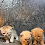 British Shorthair Golden Blue Point Yavrularımız