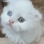 Scottish Fold Odd Eyes Yavrumuz