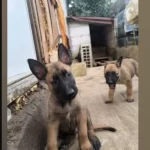 Belçika Kurdu Malinois Yavru