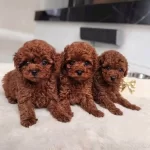 Kore Teacup Boy Toy Poodle Yavrular Türkiyenin İyileri