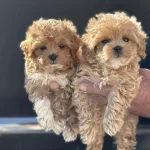 Wc Eğitimli Maltipoo Yavrularımız Ziyarete Açık