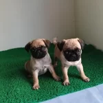 Pink Taşıyıcı Pug Yavrularımız