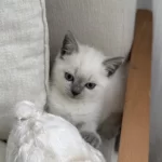 British Shorthair 55 Günlük Erkek