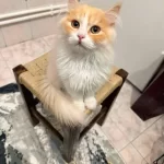 7 Aylık British Longhair Kısır Değil Uysal