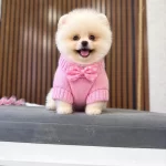 İrk Ve Sağlık Garantili Pomeranian Boo Bebekler