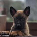 Sağlıklı Malinois Yavruları
