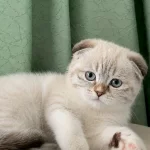 En Güzel Yavru Scottish Fold