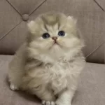 Safkan British Longhair Blue Golden Yavru