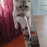 Ücretsiz Scottish Fold 4 Yaşında