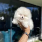Pomeranian Boo Köpeği