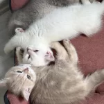 Sevimli Zipir Yavru Kediler