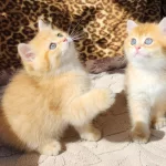 Safkan British Shorthair Ve Longhair Golden