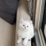 British Shorthair Beyaz Mavi Gözlü Yavrum