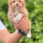 Ücretsiz Köpek Egitmeniyle Ev Düzeni Olusturma Hediyemiz