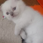 Yavru Scottish Fold Kedilerim
