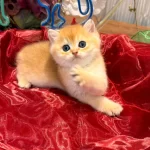 Golden Ny12 Top Kafa Safkan British Shorthair