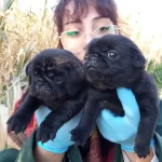 Siyah Black Pug Yavrularımız