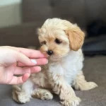 Maltipoo 0 Boy Bebeklerimiz