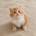 Mükemmel British Longhair Red Red Bicolor Yavrular