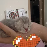 Rezerve Açık Scottish Fold
