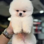 Ankaranın Tek Pet Danışmanlığı