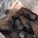 Belçika Kurdu Köpeğimiz