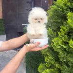 Orjinal Teacüp Pomeranian