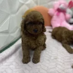 Erkek Dişi Üst Kalite Maltipoo Köpekler