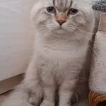 British Longhair Lynx Point